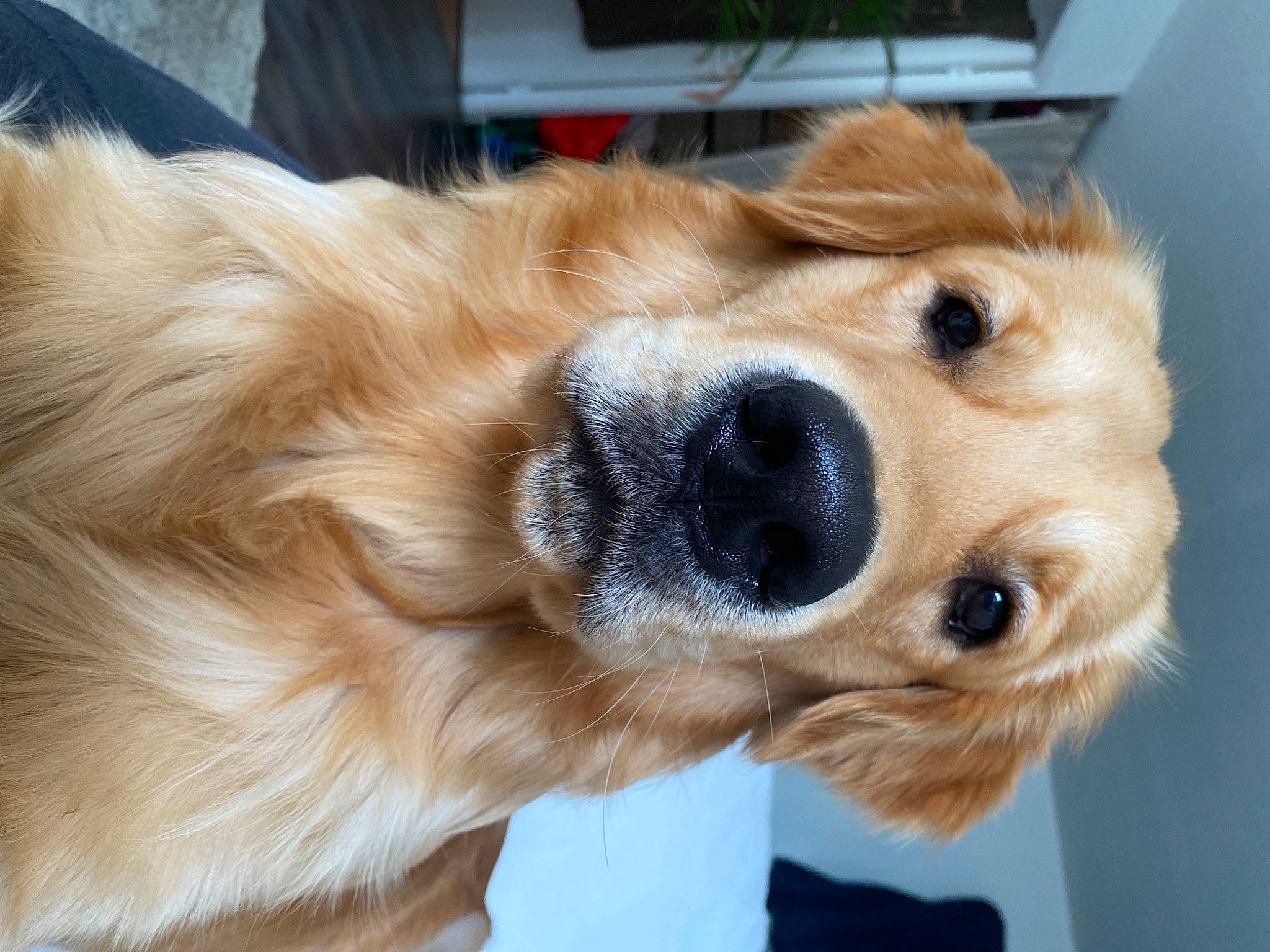 Marley participe au concours pour gagner de l'argent avec cette photo : canidae, carnivore, collar, companion_dog, dog, dog_breed, dog_collar, dog_supply, ear, eye, fawn, fur, head, liver, paw, pet_supply, plant, sporting_group, whiskers, working_animal