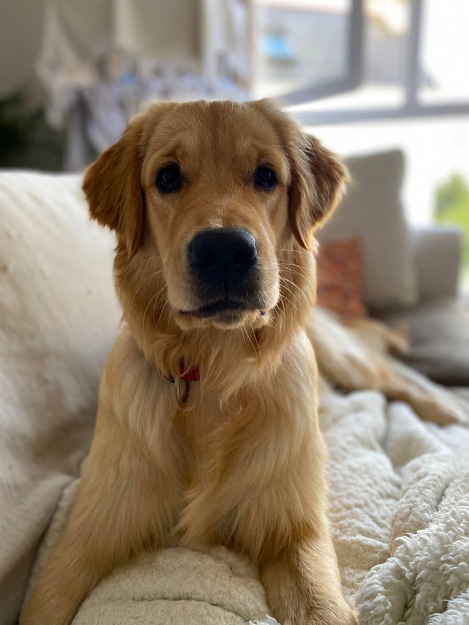 Marley a rejoint le concours — aidez-le/la à gagner de superbes lots ! canidae, carnivore, collar, companion_dog, dog, dog_breed, dog_collar, fawn, fur, golden_retriever, gun_dog, hunting_dog, pet_supply, retriever, sporting_group, terrestrial_animal, whiskers, working_animal, working_dog