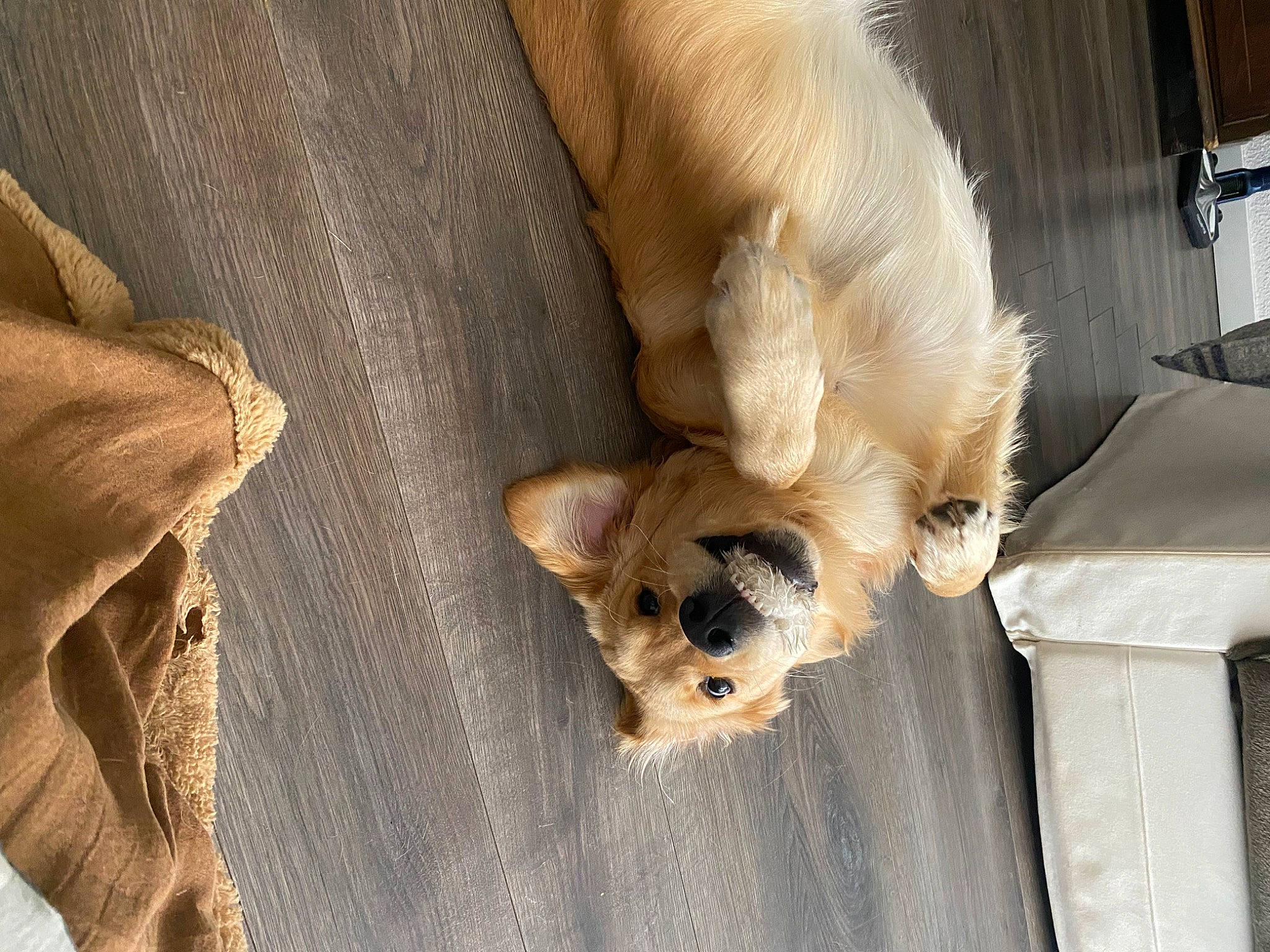 Marley participe au concours pour gagner de l'argent avec cette photo : canidae, carnivore, companion_dog, dog, dog_breed, fawn, felidae, flooring, fur, paw, puppy, shipping_box, small_to_medium_sized_cats, snout, sporting_group, tail, toy_dog, whiskers, wood, working_animal