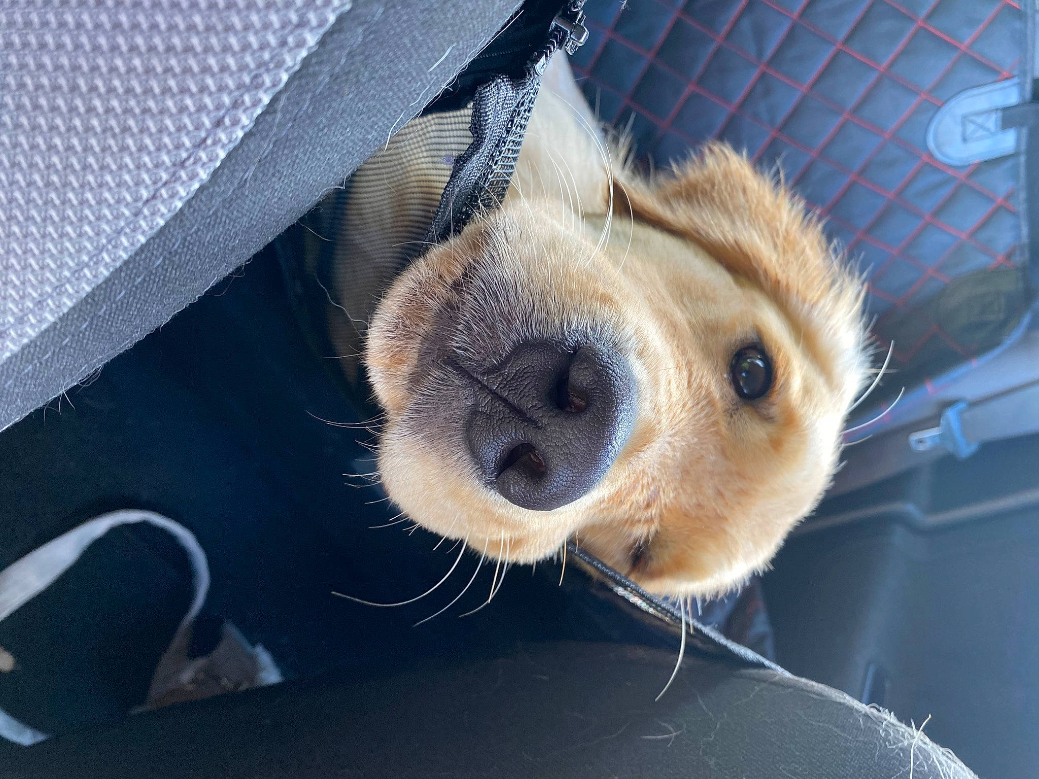 Marley participe au concours pour gagner de l'argent avec cette photo : animal_shelter, canidae, carnivore, clock, close_up, comfort, companion_dog, dog, dog_breed, eyelash, fawn, fur, mesh, paw, pet_supply, puppy, snout, sporting_group, terrestrial_animal, whiskers