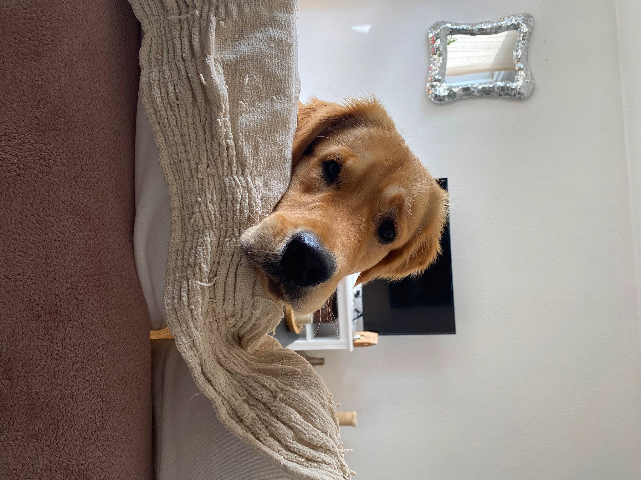 Marley a rejoint le concours — aidez-le/la à gagner de superbes lots ! art, canidae, carnivore, companion_dog, curtain, dog, dog_breed, dog_supply, fur, hardwood, liver, pet_supply, room, sporting_group, wood, working_animal