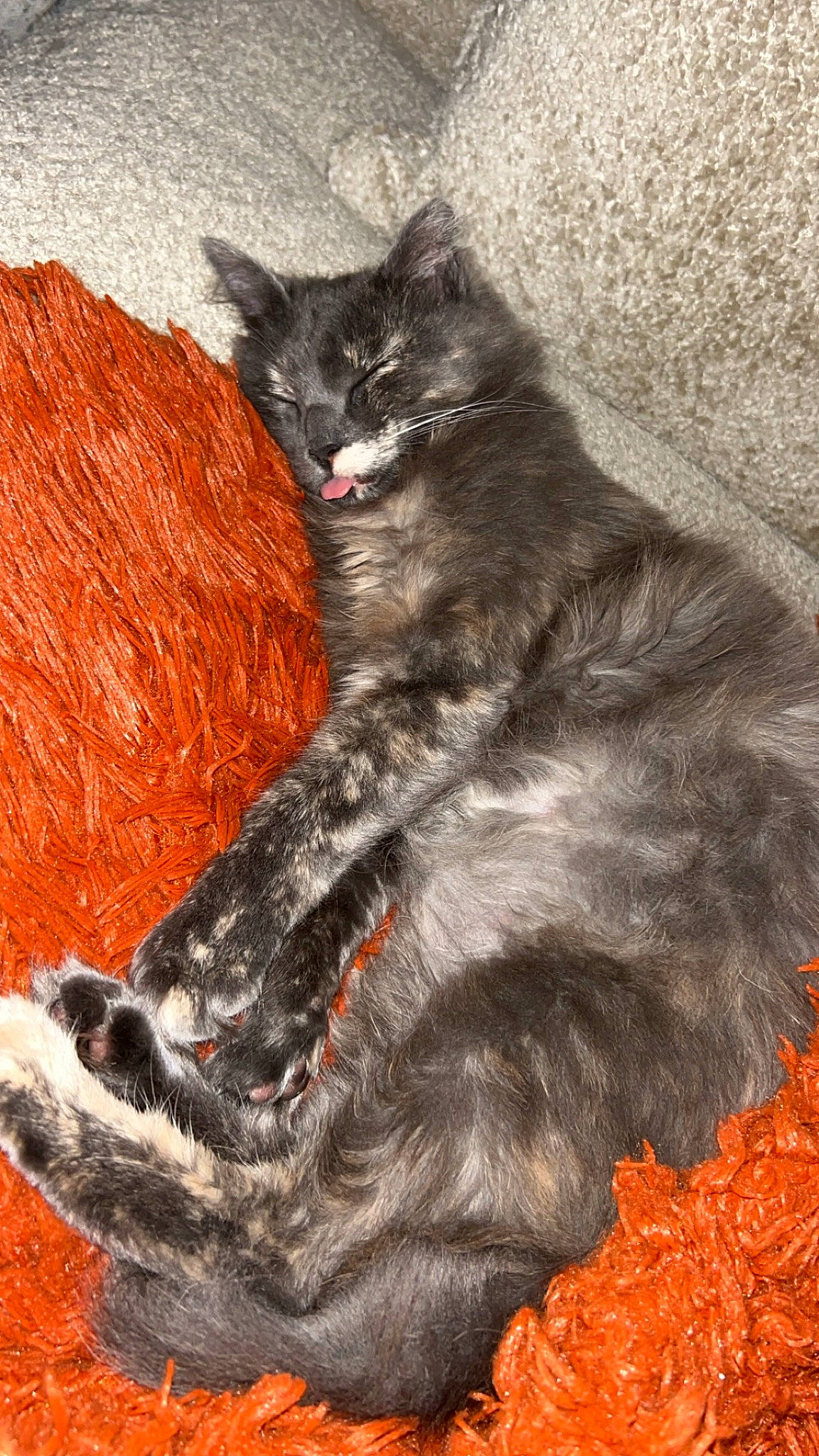 Molly joined the competition — help win amazing prizes! art, black_cat, carnivore, cat, claw, coquelicot, domestic_short_haired_cat, felidae, fur, grey, illustration, painting, paw, sitting, small_to_medium_sized_cats, snout, tail, terrestrial_animal, whiskers, wildlife