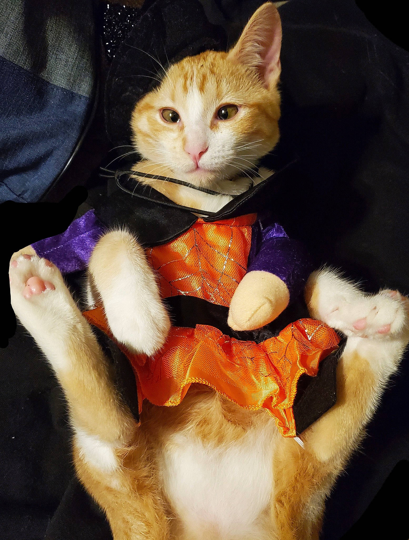 Jazzy is registered to the contest to win money with this photo: canidae, carnivore, cat, domestic_short_haired_cat, fashion_accessory, fawn, felidae, formal_wear, fur, gesture, lap, peach, plush, sitting, small_to_medium_sized_cats, snout, stuffed_toy, tail, toy, whiskers