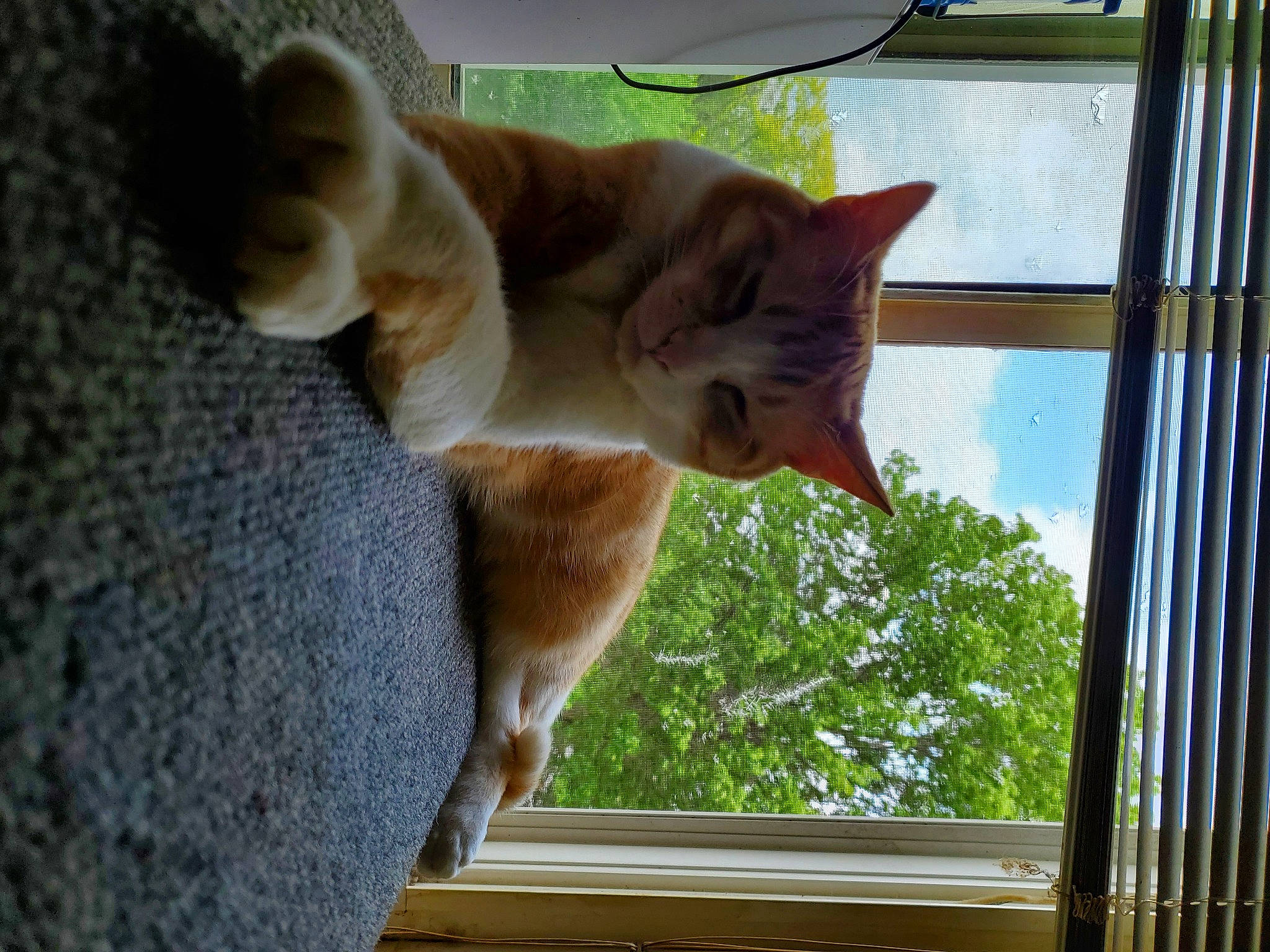 Jazzy is registered to the contest to win money with this photo: carnivore, cat, domestic_short_haired_cat, fawn, felidae, fur, glass, grass, paw, plant, sash_window, shade, sky, small_to_medium_sized_cats, tail, tints_and_shades, tree, whiskers, window, wood