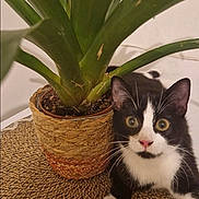 Mițu a rejoint le concours — aidez-le/la à gagner de superbes lots ! cat, black_and_white_cat, plant, potted_plant, green_leaves, woven_mat, indoor, curious, wide_eyes, pet, animal, feline, relaxed, close_up, table, nature, domestic, cute, whiskers, pink_nose