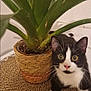 cat, black_and_white_cat, plant, potted_plant, green_leaves, woven_mat, indoor, curious, wide_eyes, pet, animal, feline, relaxed, close_up, table, nature, domestic, cute, whiskers, pink_nose