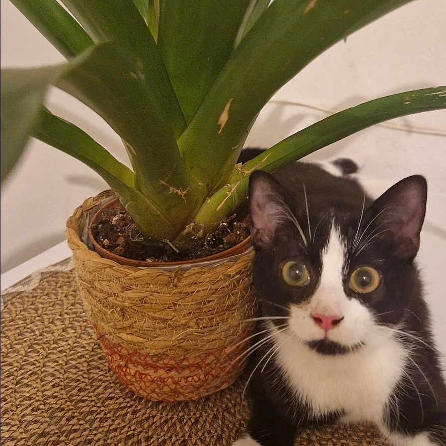 Mițu a rejoint le concours — aidez-le/la à gagner de superbes lots ! animal, black_and_white_cat, cat, close_up, curious, cute, domestic, feline, green_leaves, indoor, nature, pet, pink_nose, plant, potted_plant, relaxed, table, whiskers, wide_eyes, woven_mat