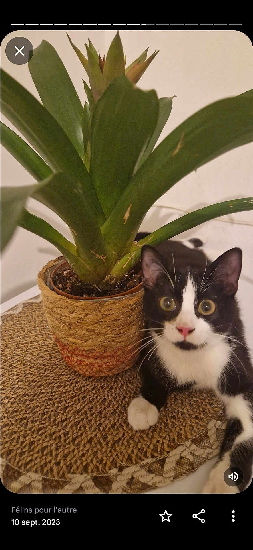 Mițu a rejoint le concours — aidez-le/la à gagner de superbes lots ! cat, black_and_white_cat, plant, potted_plant, green_leaves, woven_mat, indoor, curious, wide_eyes, pet, animal, feline, relaxed, close_up, table, nature, domestic, cute, whiskers, pink_nose