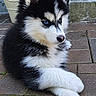 Bounty a rejoint le concours — aidez-le/la à gagner de superbes lots ! puppy, dog, husky, blue_eyes, black_and_white, fur, pet, outdoor, brick_patio, paws, crossed_paws, young_dog, animal, cute, fluffy, canine, resting, close_up, portrait, domestic_animal