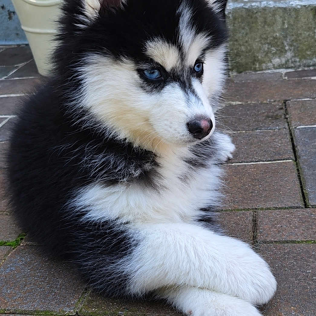 Bounty a rejoint le concours — aidez-le/la à gagner de superbes lots ! puppy, dog, husky, blue_eyes, black_and_white, fur, pet, outdoor, brick_patio, paws, crossed_paws, young_dog, animal, cute, fluffy, canine, resting, close_up, portrait, domestic_animal