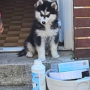 Bounty participe au concours pour gagner de l'argent avec cette photo : puppy, dog, husky, black_and_white, doorway, steps, concrete, bottle, bowl, shoe, clogs, brick_wall, indoor, floor, tile_floor, pet, cute, animal, young, sitting