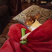 Scooter joined the competition — help win amazing prizes! dog, blanket, toy, green_toy, couch, pillow, patterned_pillow, living_room, carpet, furniture, pet, canine, cozy, indoor, alert, brown_and_white_dog, small_dog, resting, home, relaxing