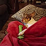 dog, blanket, toy, green_toy, couch, pillow, patterned_pillow, living_room, carpet, furniture, pet, canine, cozy, indoor, alert, brown_and_white_dog, small_dog, resting, home, relaxing