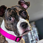 Tia participe au concours pour gagner de l'argent avec cette photo : attentive, big_eyes, brindle, close_up, collar, curious, dog, domestic_animal, ear, fur, home_interior, indoor, nose, pet, pink_collar, portrait, puppy, shallow_depth_of_field, square_photo, whiskers