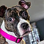 attentive, big_eyes, brindle, close_up, collar, curious, dog, domestic_animal, ear, fur, home_interior, indoor, nose, pet, pink_collar, portrait, puppy, shallow_depth_of_field, square_photo, whiskers