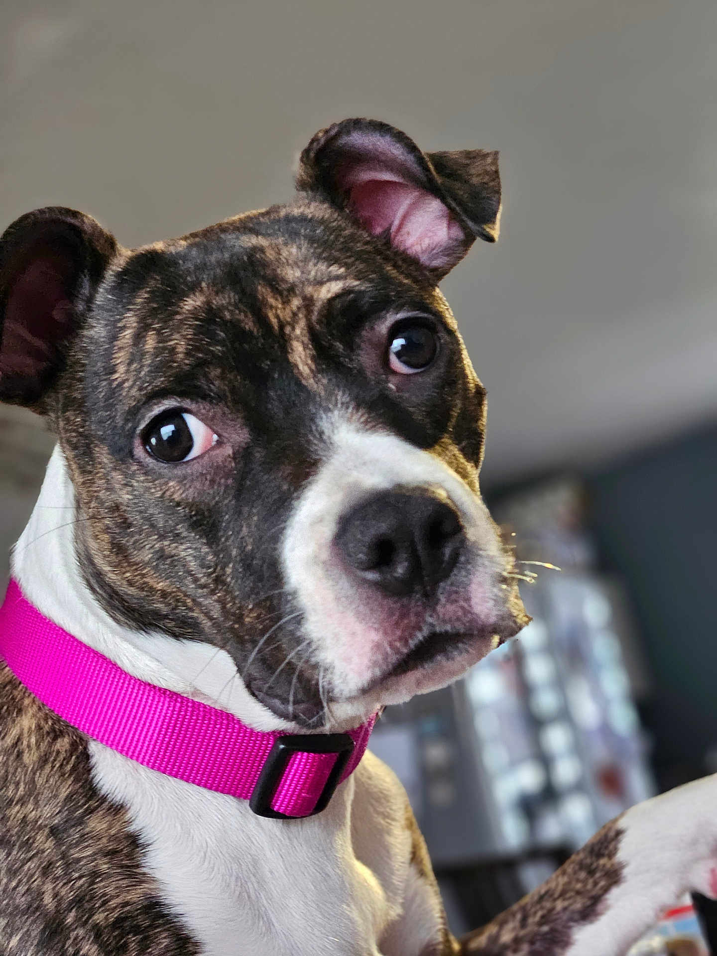 Tia participe au concours pour gagner de l'argent avec cette photo : attentive, big_eyes, brindle, close_up, collar, curious, dog, domestic_animal, ear, fur, home_interior, indoor, nose, pet, pink_collar, portrait, puppy, shallow_depth_of_field, square_photo, whiskers