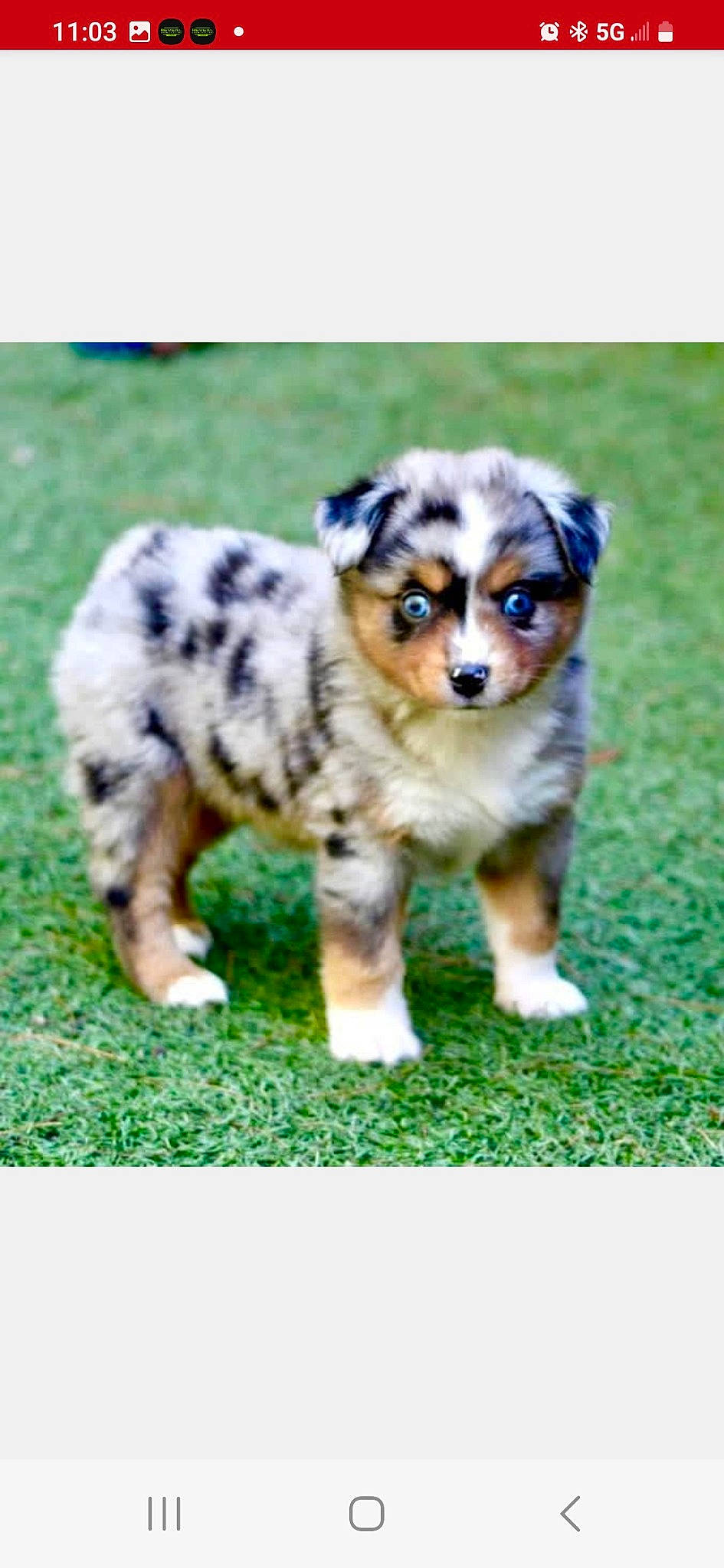 Lucky joined the competition — help win amazing prizes! ancient_dog_breeds, art, canidae, carnivore, companion_dog, dog, dog_breed, fur, grass, sporting_group, tail, terrestrial_animal, toy_dog, whiskers, working_animal, working_dog