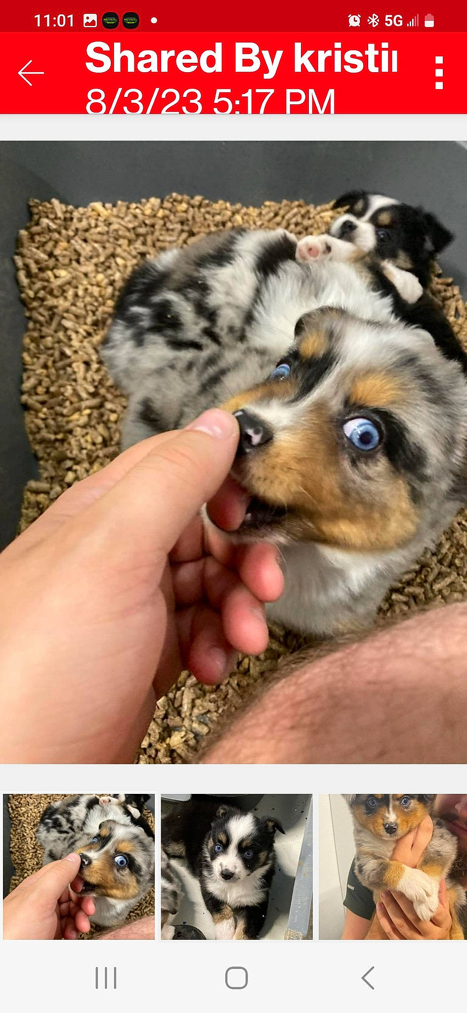 Lucky is registered to the contest to win money with this photo: carnivore, companion_dog, dog, dog_breed, fur, gesture, herding_dog, miniature_australian_shepherd, nail, paw, photo_caption, photography, soil, thumb, whiskers, wildlife, working_dog