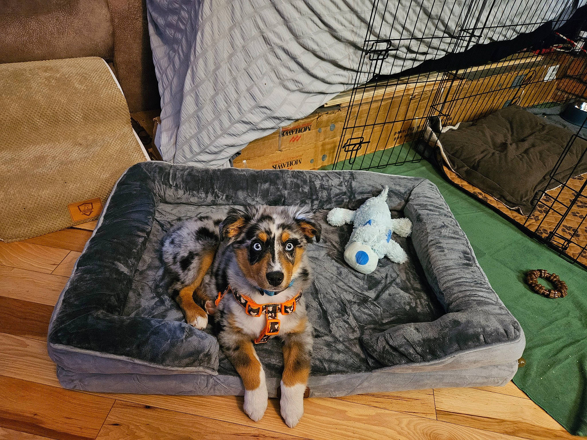 Lucky is registered to the contest to win money with this photo: armrest, art, canidae, carnivore, chair, comfort, companion_dog, couch, dog, dog_breed, dog_supply, fawn, flooring, hardwood, living_room, sporting_group, studio_couch, textile, wood, working_animal