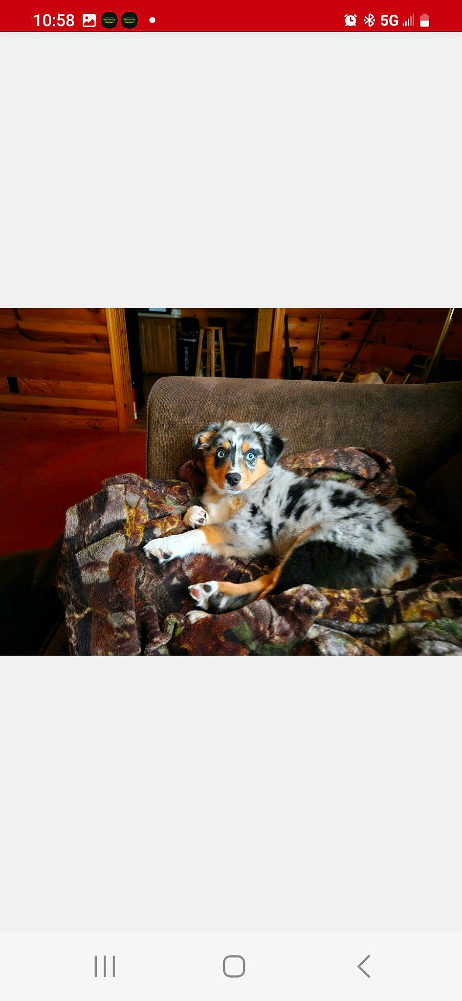 Lucky joined the competition — help win amazing prizes! canidae, carnivore, chair, comfort, companion_dog, couch, dog, dog_breed, fur, metal, pattern, paw, rectangle, snout, sporting_group, tail, terrestrial_animal, whiskers, wood, working_animal