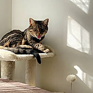 Blossom joined the competition — help win amazing prizes! cat, tabby_cat, cat_tree, indoor, sunlight, shadows, wooden_table, pet, feline, relaxed, tongue_out, animal, home, window_light, beige, fur, whiskers, ears, paw, quiet
