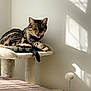 cat, tabby_cat, cat_tree, indoor, sunlight, shadows, wooden_table, pet, feline, relaxed, tongue_out, animal, home, window_light, beige, fur, whiskers, ears, paw, quiet
