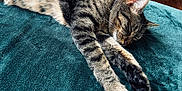 Blossom joined the competition — help win amazing prizes! cat, tabby, sleeping, resting, paws, fur, blanket, teal, indoor, cozy, relaxed, whiskers, ears, closeup, peaceful, animal, pet, feline, soft, sunlight