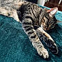 cat, tabby, sleeping, resting, paws, fur, blanket, teal, indoor, cozy, relaxed, whiskers, ears, closeup, peaceful, animal, pet, feline, soft, sunlight