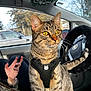 cat, tabby_cat, pet, animal, inside_car, car_interior, steering_wheel, black_harness, golden_eyes, curious, feline, person_hand, smartphone, window, trees, daylight, seat, fur, whiskers, ears