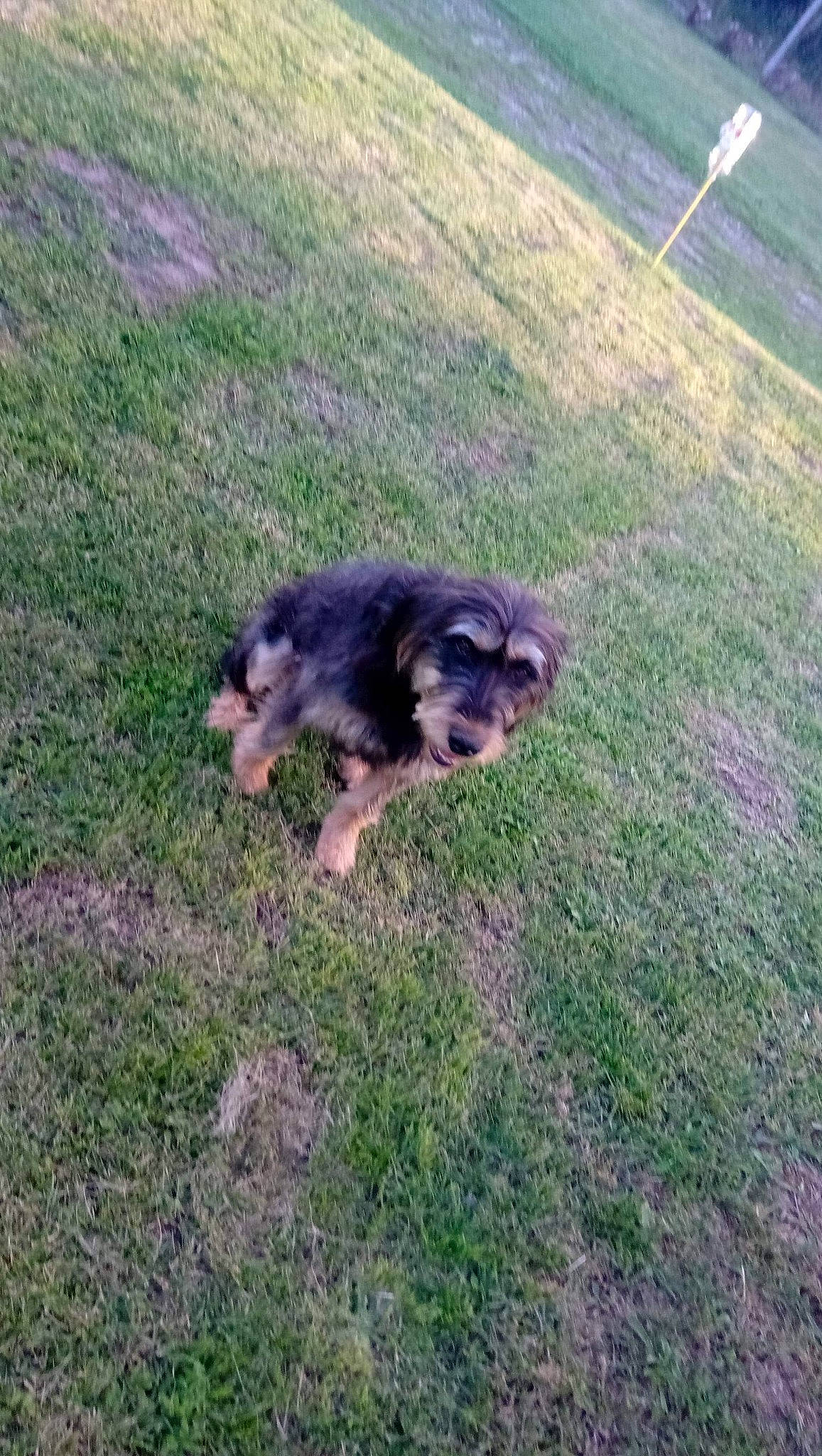 Orchidée participe au concours pour gagner de l'argent avec cette photo : canidae, carnivore, dog, dog_breed, german_shepherd_dog, grass, mammal, terrier, vertebrate