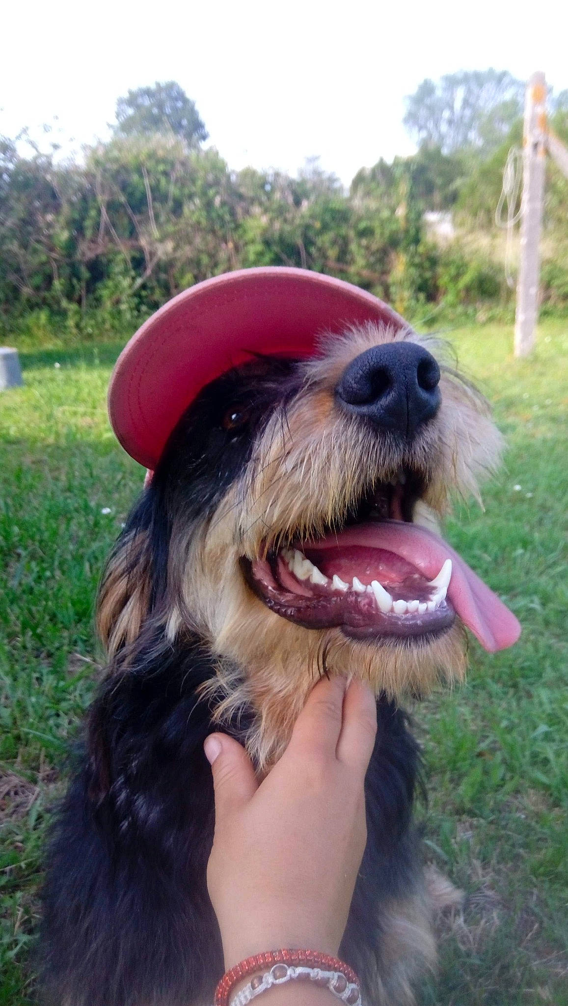 Orchidée participe au concours pour gagner de l'argent avec cette photo : bearded_collie, bosnian_coarse_haired_hound, briard, canidae, cao_da_serra_de_aires, carnivore, catalan_sheepdog, companion_dog, dog, dog_breed, mammal, otterhound, petit_basset_griffon_vendeen, pyrenean_shepherd, sapsali, snout, sporting_group, terrier, vertebrate
