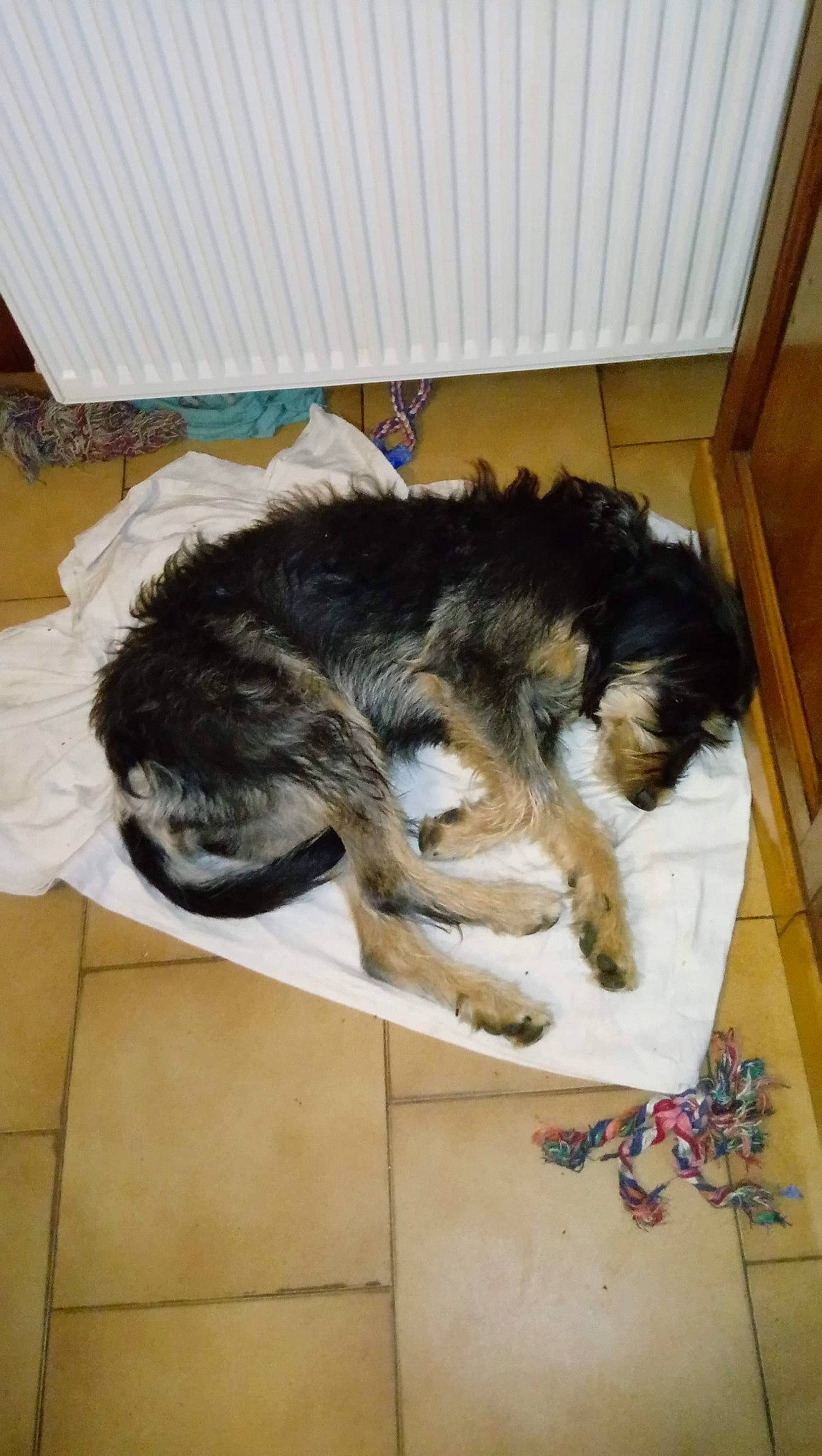 Orchidée participe au concours pour gagner de l'argent avec cette photo : canidae, carnivore, cat, dog_breed, european_shorthair, felidae, fur, nap, small_to_medium_sized_cats, sporting_group, tail