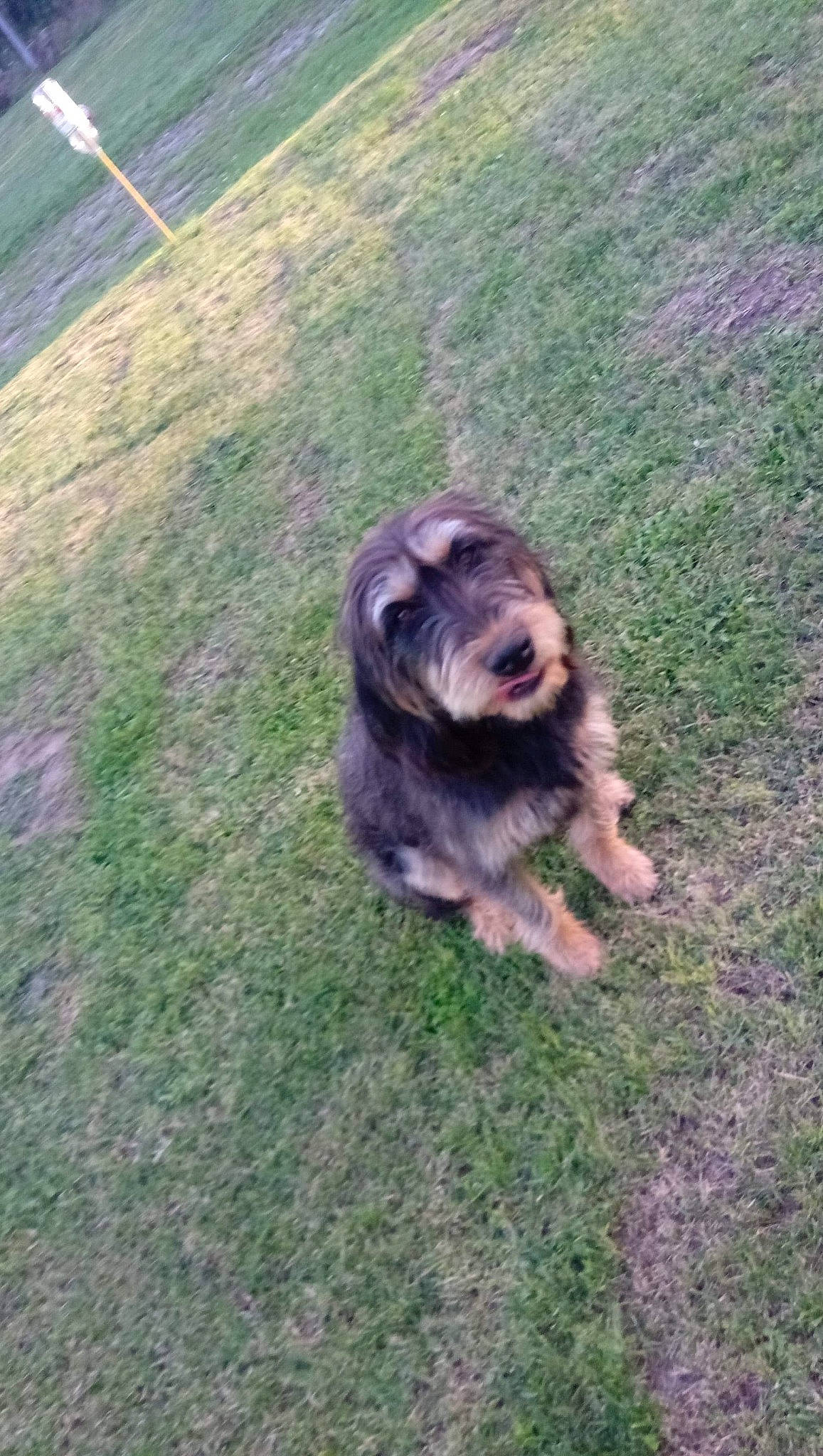 Orchidée a rejoint le concours — aidez-le/la à gagner de superbes lots ! border_terrier, canidae, carnivore, companion_dog, dog, dog_breed, grass, mammal, sporting_group, terrier, vertebrate