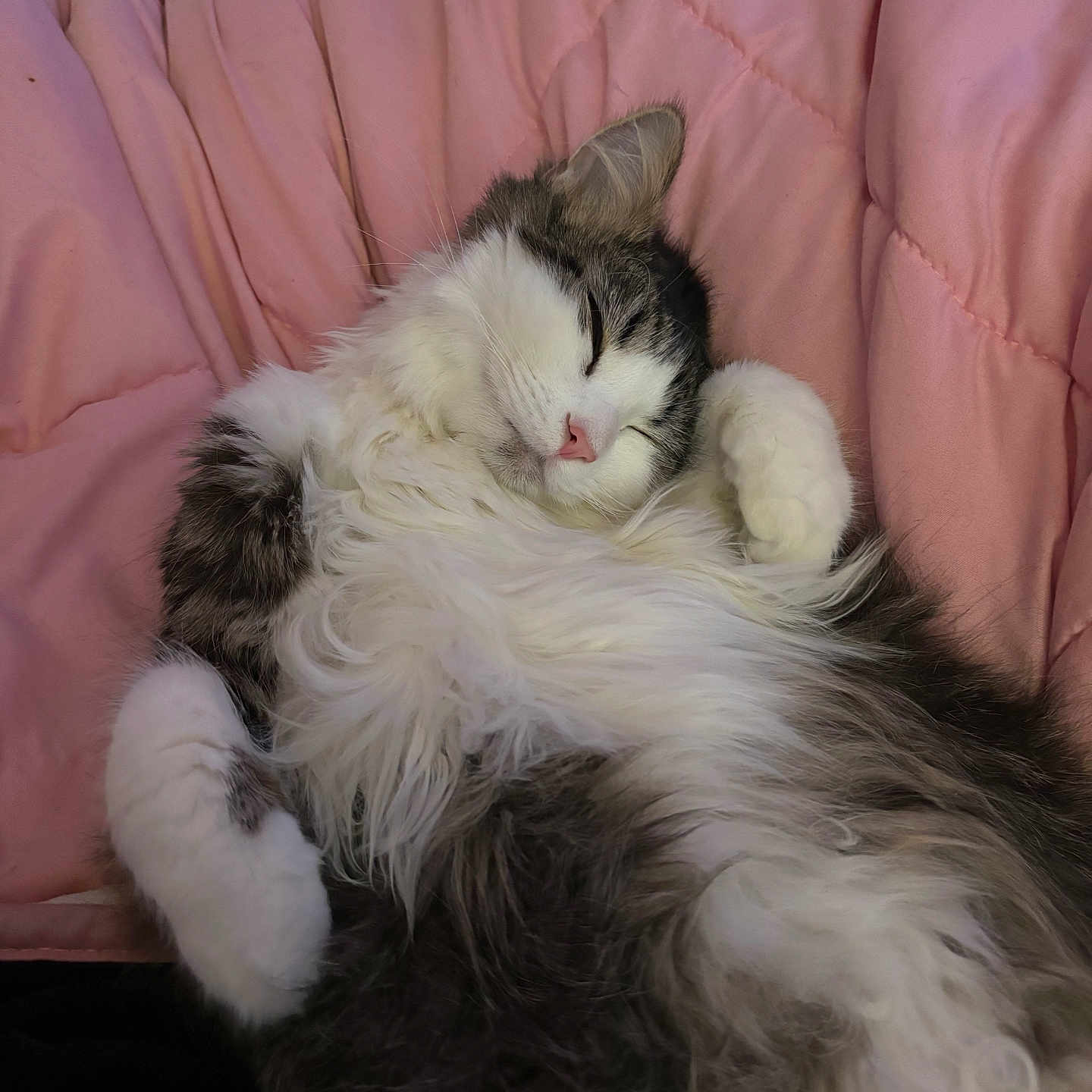 Rocket joined the competition — help win amazing prizes! abyssinian, angora, animal, architecture, armchair, blanket, cat, chair, couch, cushion, furniture, hardwood, homedecor, kitten, manx, person, pet, siamese, sleeping, wood