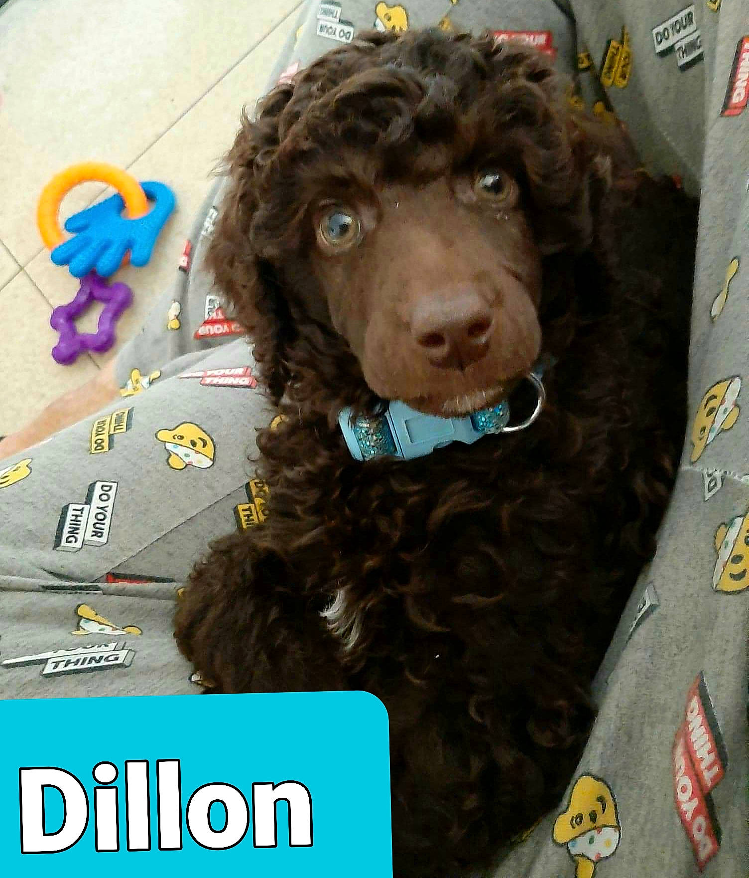 Dillon joined the competition — help win amazing prizes! american_water_spaniel, boykin_spaniel, canidae, carnivore, companion_dog, dog, dog_breed, irish_water_spaniel, labradoodle, mammal, miniature_poodle, murray_river_curly_coated_retriever, poodle, puppy, spaniel, sporting_group, standard_poodle, toy_poodle, vertebrate, water_dog