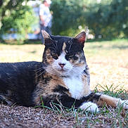Foxy is registered to the contest to win money with this photo: cat, calico, animal, outdoor, grass, sunlight, relaxed, lying_down, nature, pet, mammal, feline, whiskers, ears, fur, closeup, portrait, blurred_background, daytime, resting