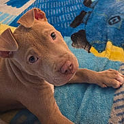 Lucky joined the competition — help win amazing prizes! puppy, dog, brown_fur, pet, cute, animal, indoor, blanket, blue, yellow, resting, young_dog, canine, fur, ears, paw, looking_up, closeup, adorable, companion