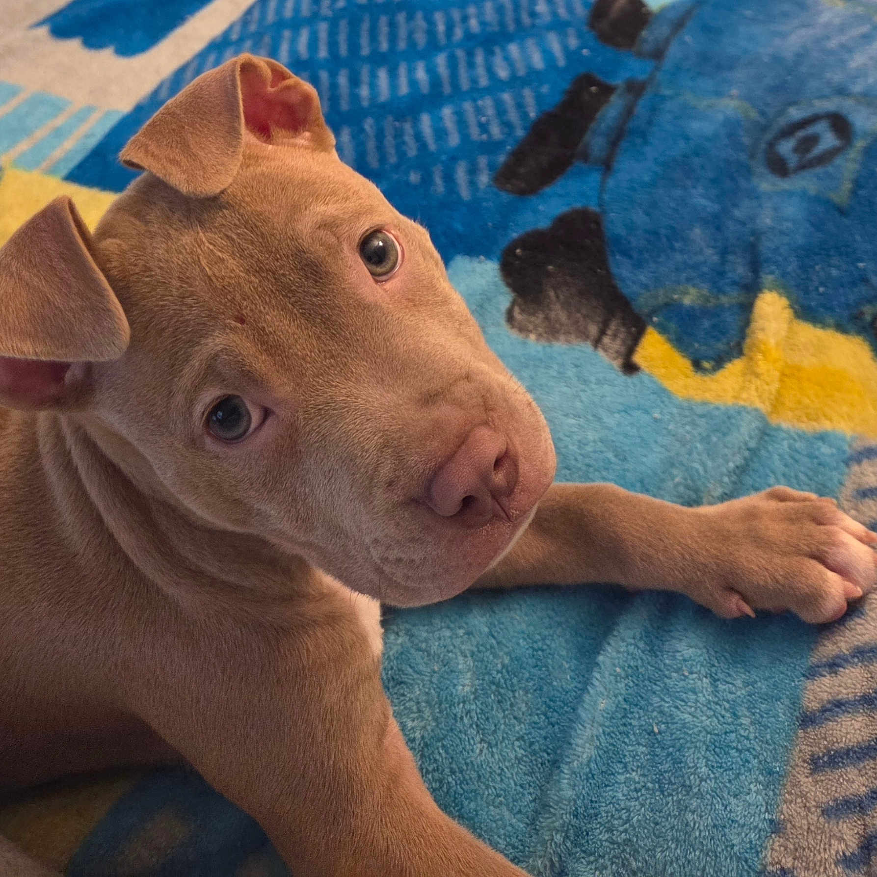 Lucky joined the competition — help win amazing prizes! adorable, animal, blanket, blue, brown_fur, canine, closeup, companion, cute, dog, ears, fur, indoor, looking_up, paw, pet, puppy, resting, yellow, young_dog