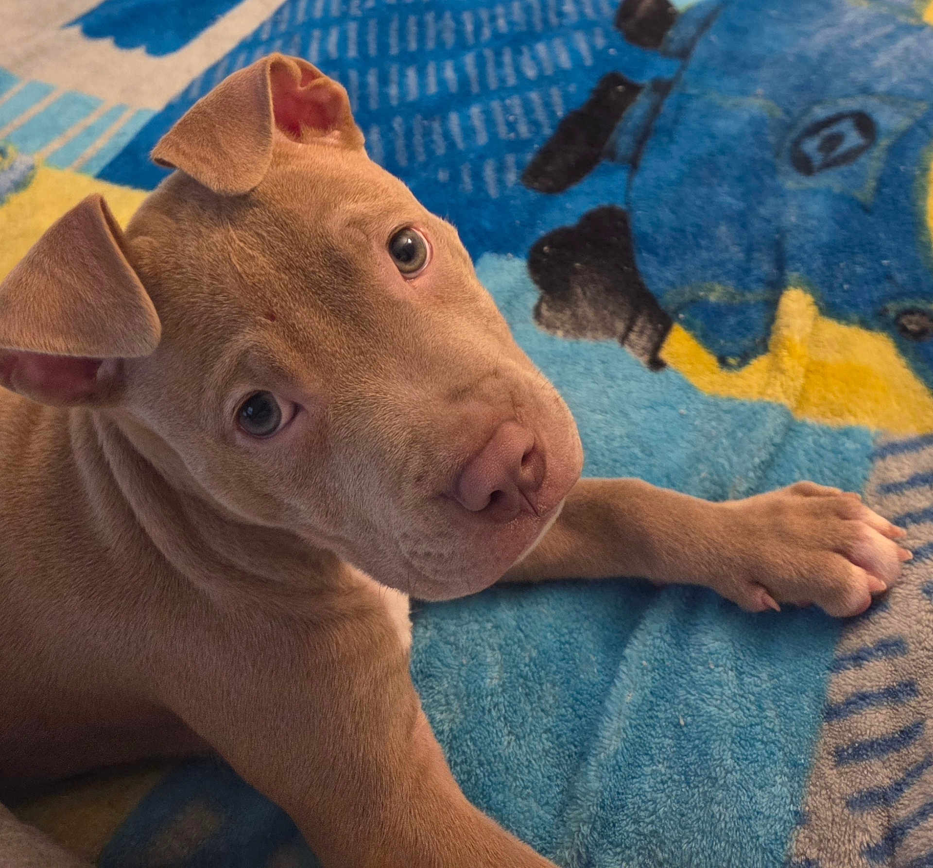 Lucky joined the competition — help win amazing prizes! puppy, dog, brown_fur, pet, cute, animal, indoor, blanket, blue, yellow, resting, young_dog, canine, fur, ears, paw, looking_up, closeup, adorable, companion