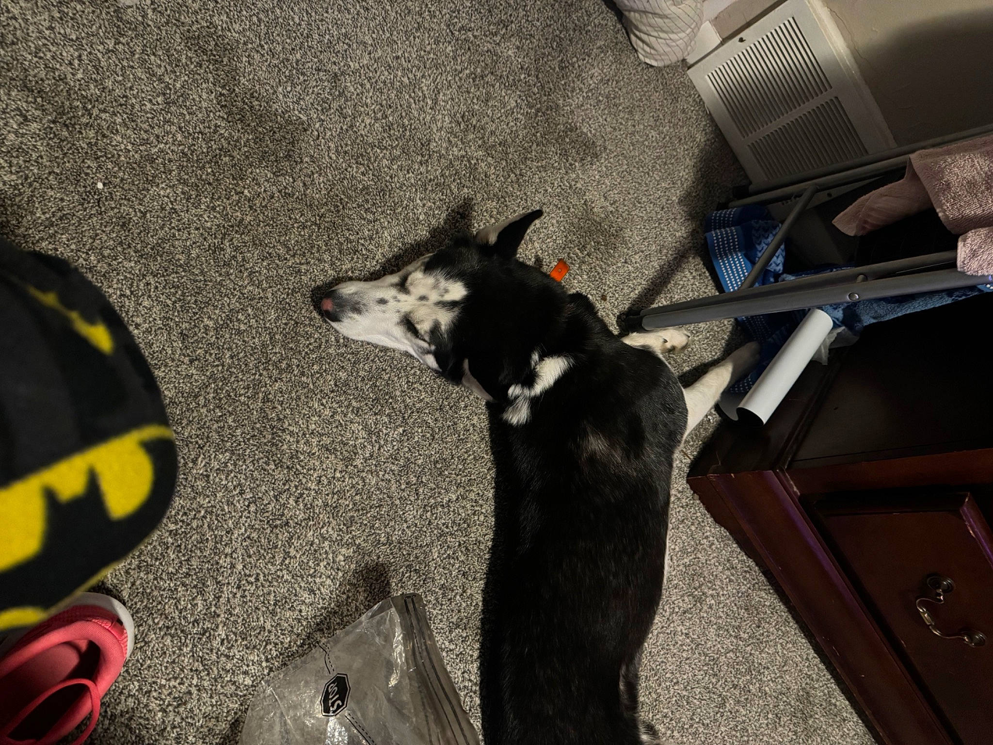 Bella is registered to the contest to win money with this photo: auto_part, automotive_tire, canidae, carnivore, companion_dog, dog, dog_breed, flooring, fur, herding_dog, non_sporting_group, personal_protective_equipment, sporting_group, tail, vehicle, vehicle_door, working_animal, working_dog