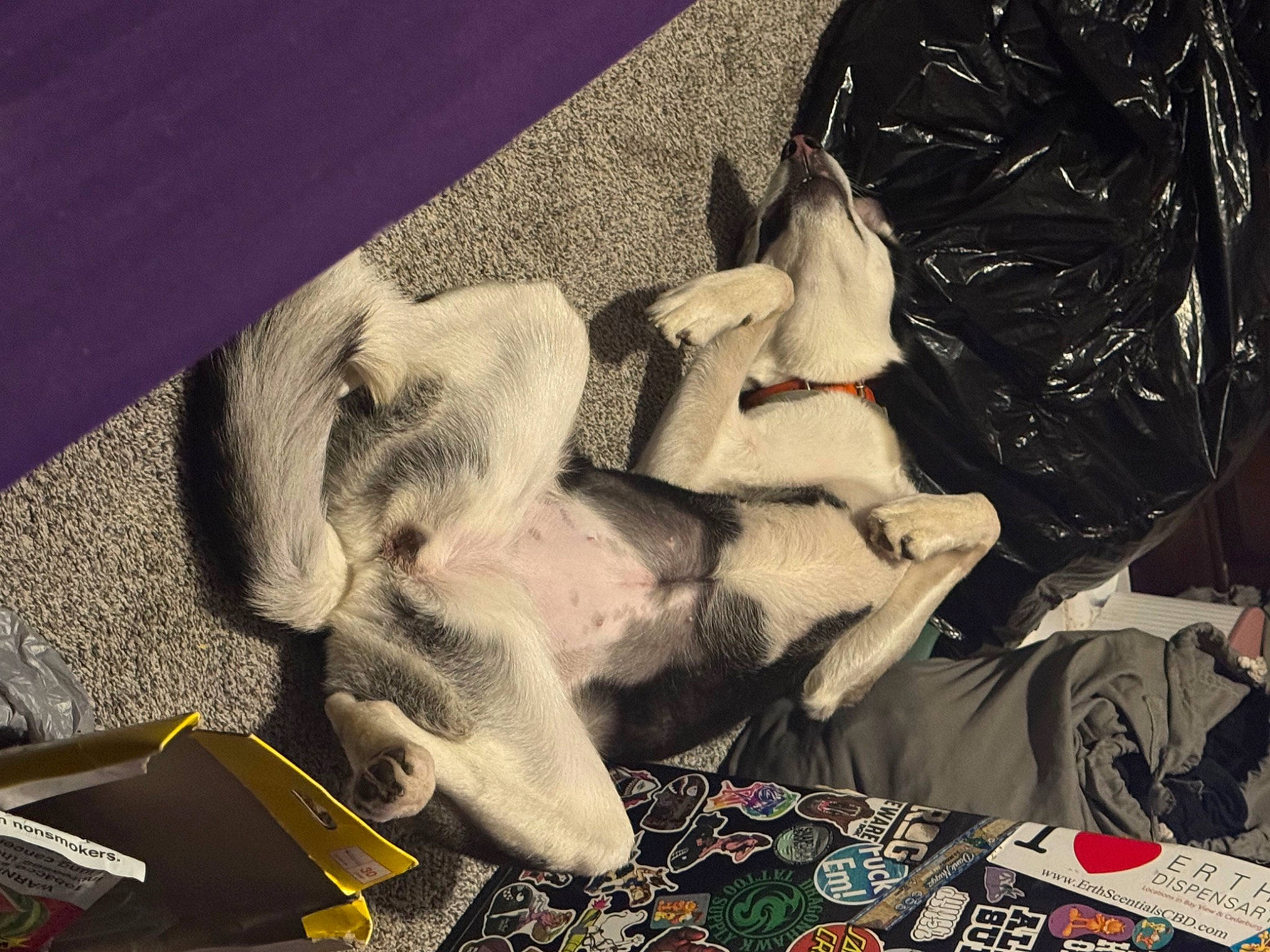 Bella joined the competition — help win amazing prizes! art, carmine, collection, comfort, companion_dog, darkness, flesh, flooring, font, fun, fur, linens, pattern, room, vintage_clothing, visual_arts