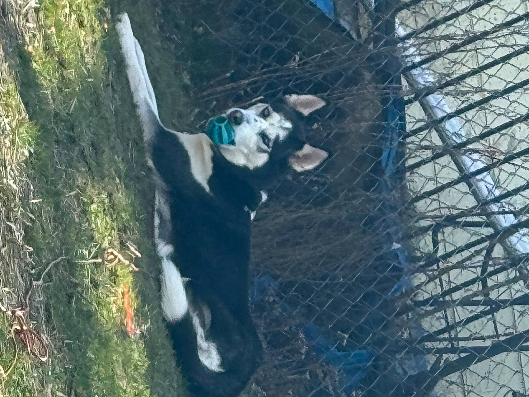 Bella is registered to the contest to win money with this photo: adventure, canidae, carnivore, dog, dog_breed, fur, grass, landscape, mesh, non_sporting_group, plant, recreation, shadow, sporting_group, tail, tree, trunk, wood, working_animal, working_dog