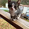 animal, background_blur, cat, closeup, curious, cute, daylight, ears, eyes, fur, kitten, nature, nose, outdoor, pet, portrait, small, whiskers, wooden_railing, young