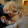 cat, ginger_cat, sleeping, nap, fur, whiskers, paw, pink_paw_pads, close_up, cozy, indoor, bed, blanket, pet, domestic_animal, portrait, soft_texture, relaxation, home_interior, feline