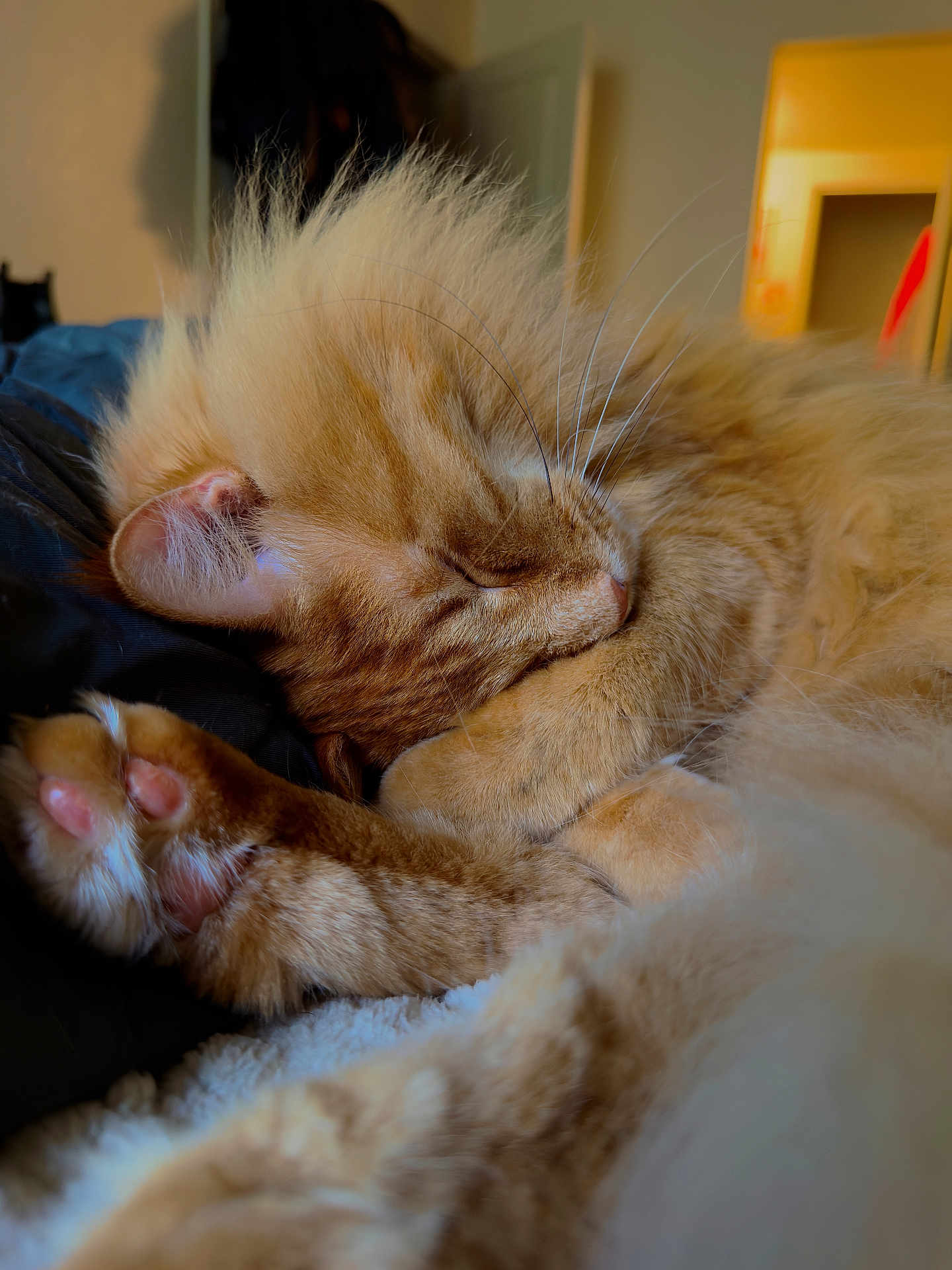 Jack Jack joined the competition — help win amazing prizes! cat, ginger_cat, sleeping, nap, fur, whiskers, paw, pink_paw_pads, close_up, cozy, indoor, bed, blanket, pet, domestic_animal, portrait, soft_texture, relaxation, home_interior, feline