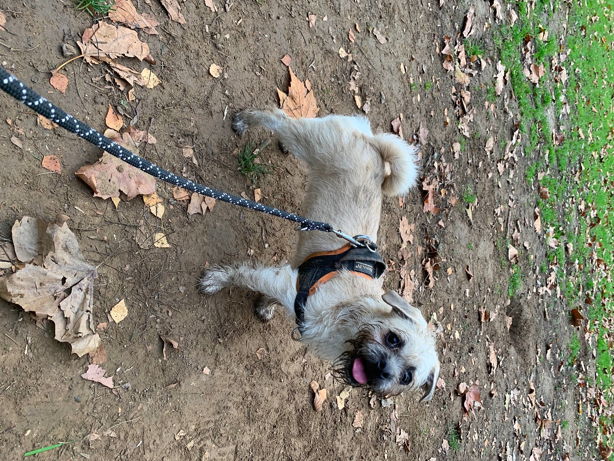 Bono participe au concours pour gagner de l'argent avec cette photo : asphalt, canidae, carnivore, collar, companion_dog, concrete, dog, dog_breed, dog_clothes, dog_collar, dog_supply, leash, pet_supply, road_surface, snout, soil, sporting_group, tar, terrier, working_animal