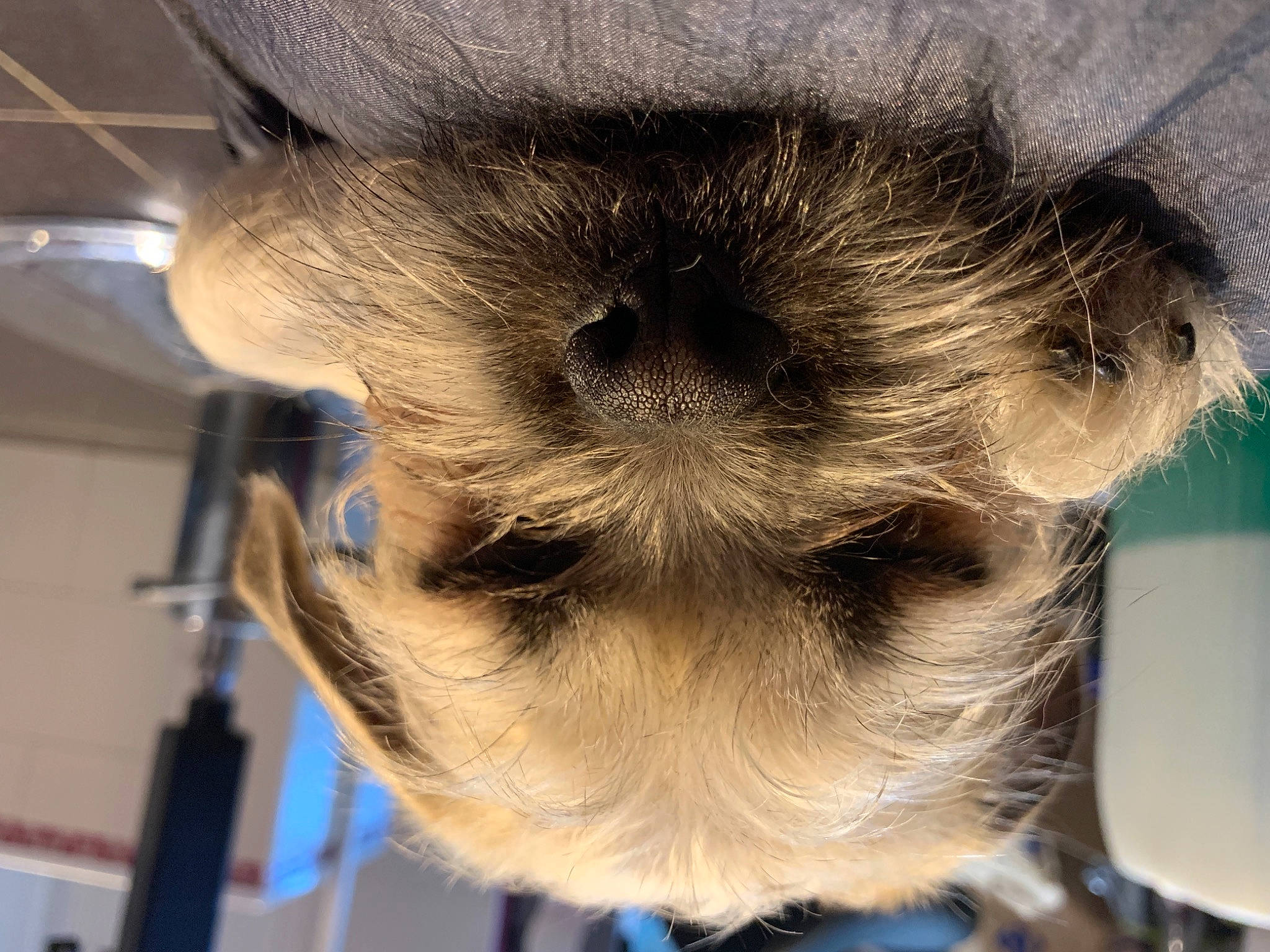 Bono a rejoint le concours — aidez-le/la à gagner de superbes lots ! almond_milk, buttermilk, dog_breed, fawn, fur, milk, plant_milk, raw_milk, snout, stuffed_toy, working_animal