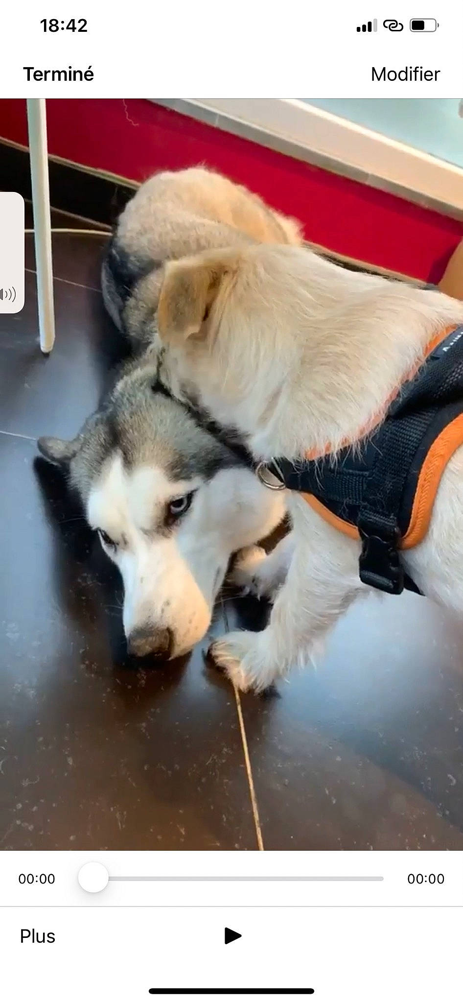 Bono participe au concours pour gagner de l'argent avec cette photo : ancient_dog_breeds, black, canidae, carnivore, collar, companion_dog, dog, dog_breed, dog_supply, fur, grey, pet_supply, sled_dog, snout, sporting_group, vertebrate, white, wolfdog, working_animal, working_dog