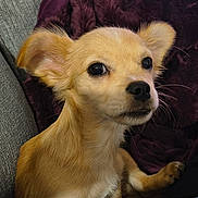 Daisy Lou is registered to the contest to win money with this photo: alert, blanket, close_up, comfort, companion, couch, curious, cute, dog, ears, eyes, fluffy, fur, indoor, nose, pet, puppy, purple_blanket, small_dog, texture