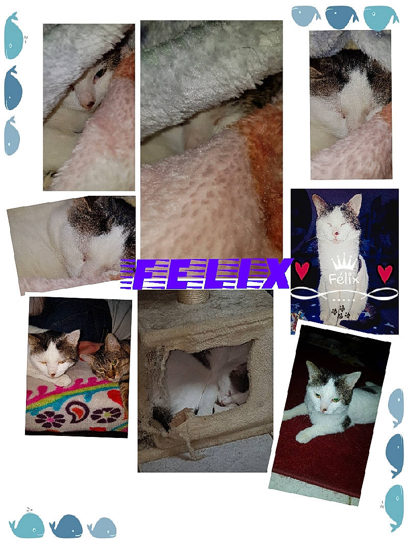 Felix participe au concours pour gagner de l'argent avec cette photo : cat, collage, room